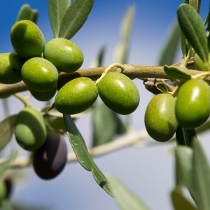 Organic Chetoui (Ultra High Premium), Nov 2025