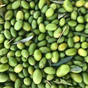 Picual (Chili), May 2026