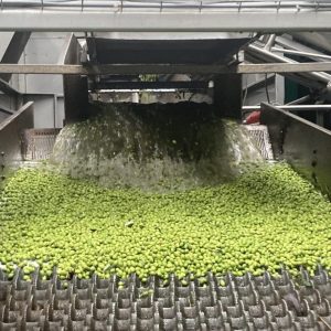 Arbequina