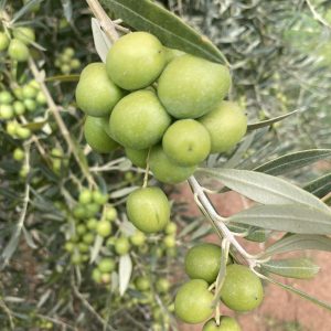 Arbequina (Chile)