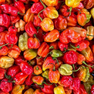 Habanero Whole Chili